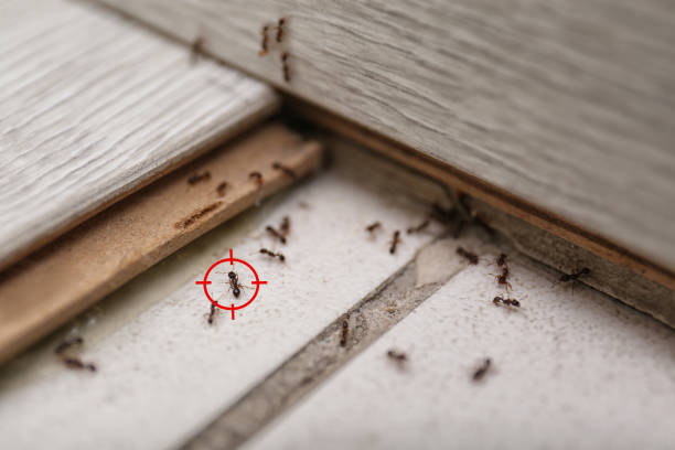 Best Bed Bug Extermination  in Aetna Estates, CO