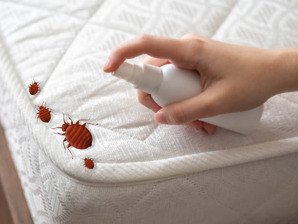 Best Wasp Removal Services  in Aetna Estates, CO